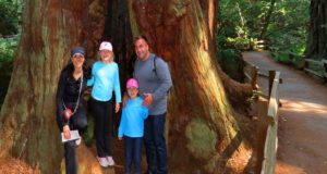 Redwood park of sequoias